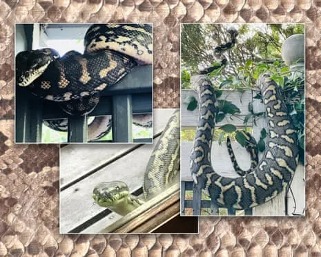 Welcoming the Reptiles in the Roof: A Transformation from Anxiety to Respect