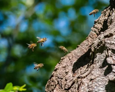 Why Saving Honeybees Could Harm Wild Bee Species